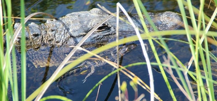 everglades-national-park