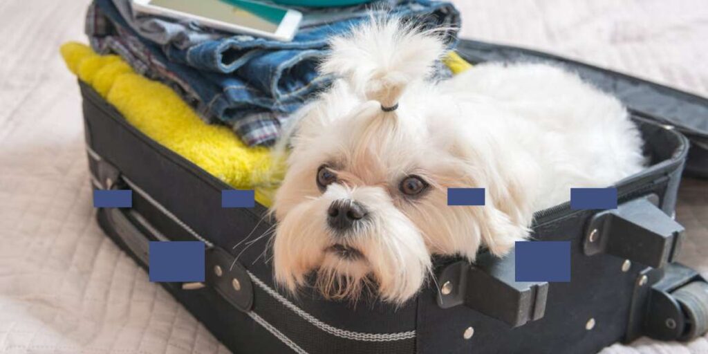 is delta a good airline for pets